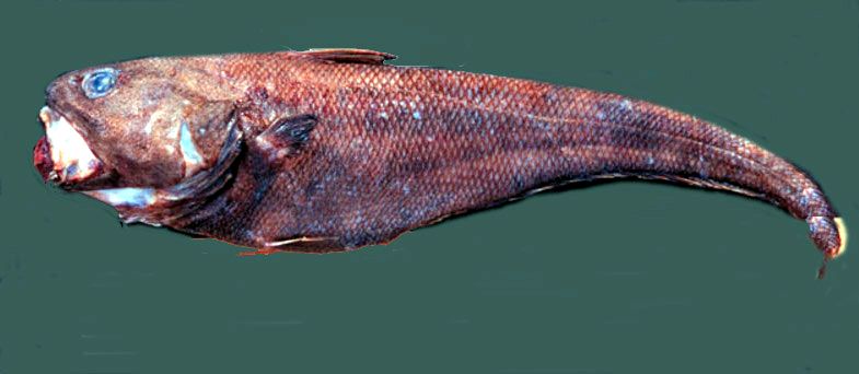 Coryphaenoides rudis_022235.jpg